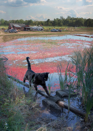 Berried In A Bog - Penguin Books