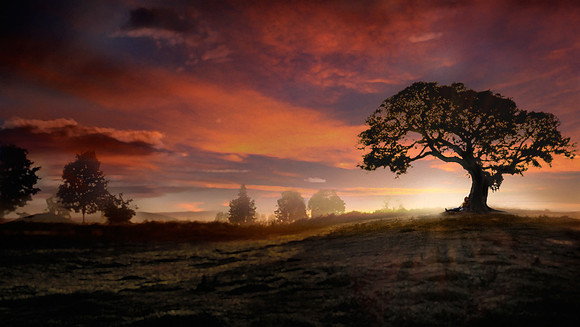 Tom's Sunset Tree - Greg Yaitanes